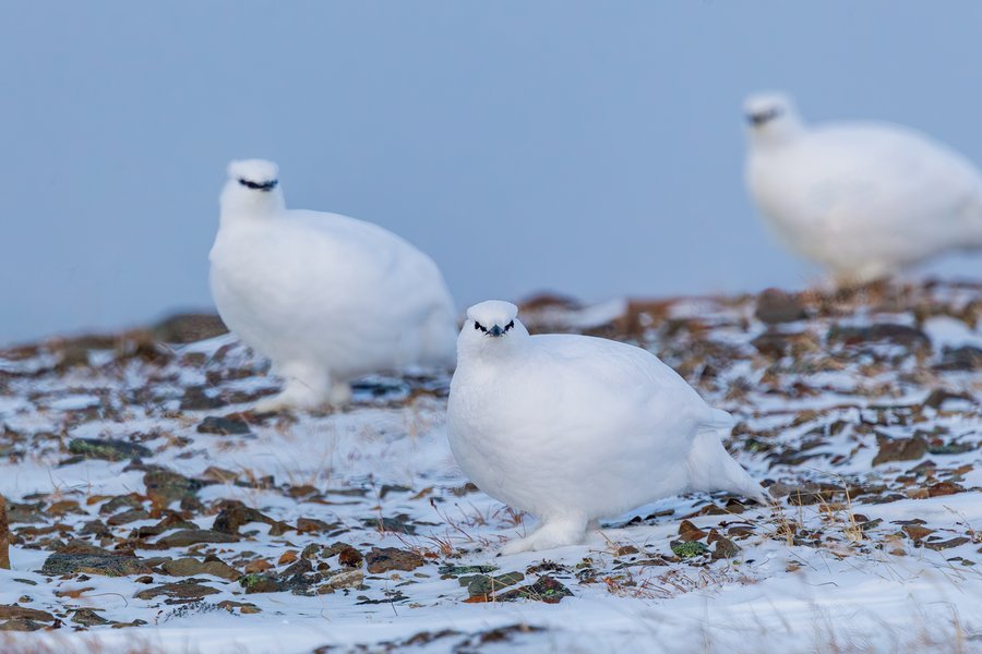 Rjúpnaskyttur skutu úr byssum nærri sumarbústöðum