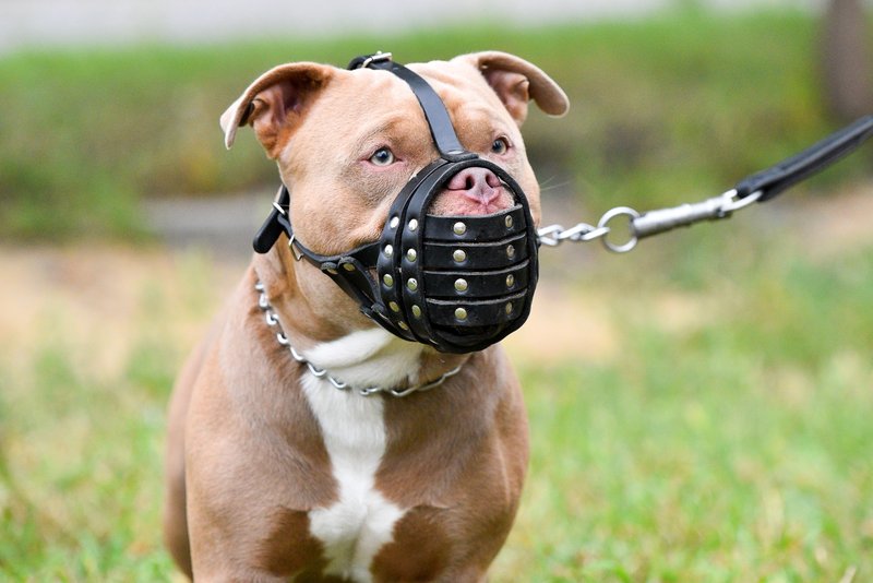 Staffordshire Bull Terrier
