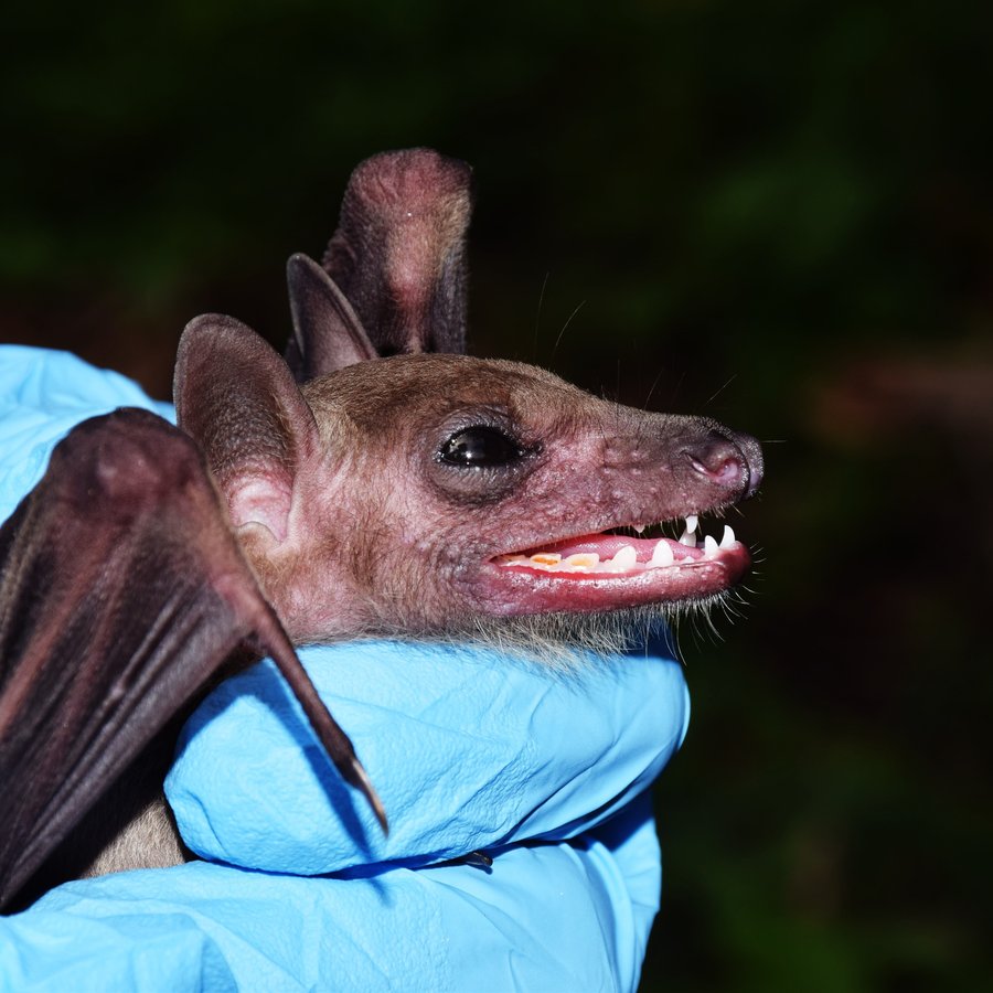 Heilbrigðisyfirvöld grípa til sóttkvíar eftir Nipah-smittilfelli á Indlandi