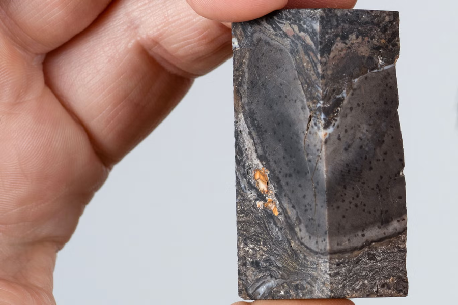 Steingervingur af dularfullri lífveru sýndur á Þjóðminjasafni Skotlands