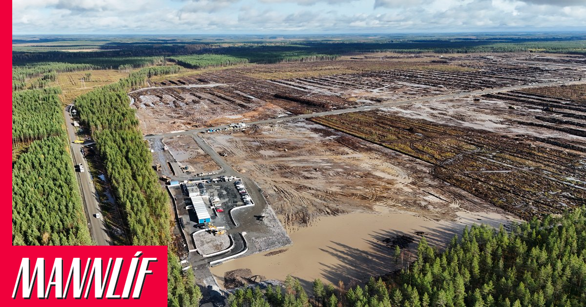 Finnar æfir eftir að Google felldi 400.000 tré í leyfisleysi
