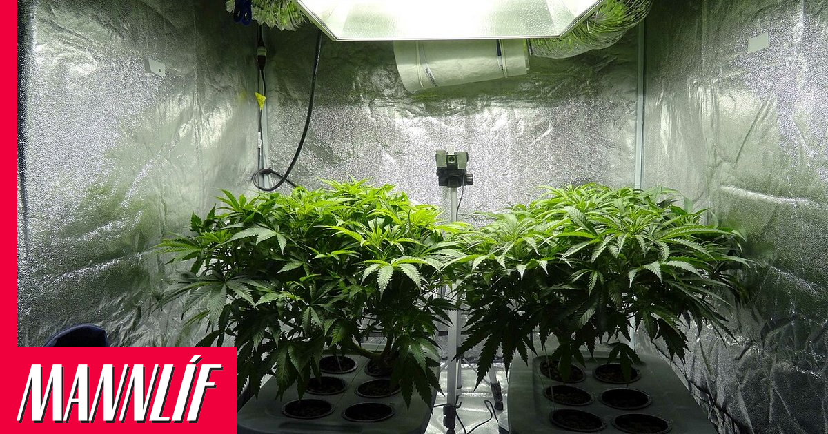 Stórtæk kannabisræktun á Vestfjörðum upprætt