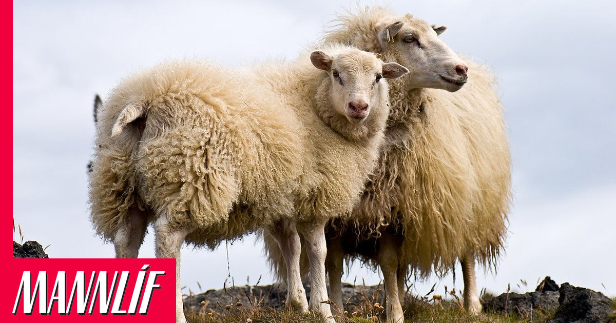 Réttirnar lifandi menningararfur sem vert er að varðveita