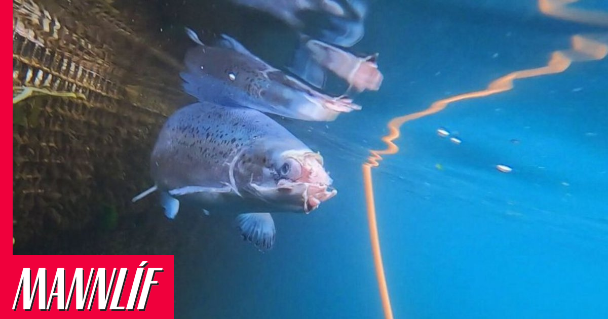 Leyfi fyrir sjókvíaeldi gefið út þrátt fyrir harða andstöðu