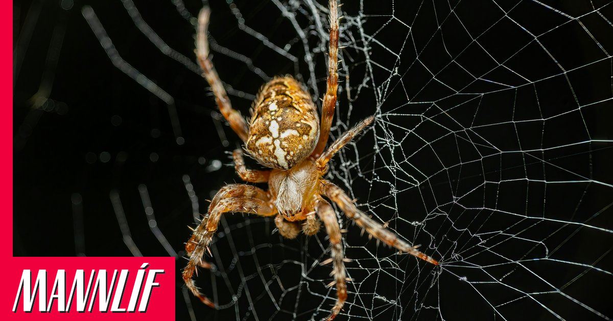Ætlaði að fæla burt könguló en brenndi niður lúxusvillu