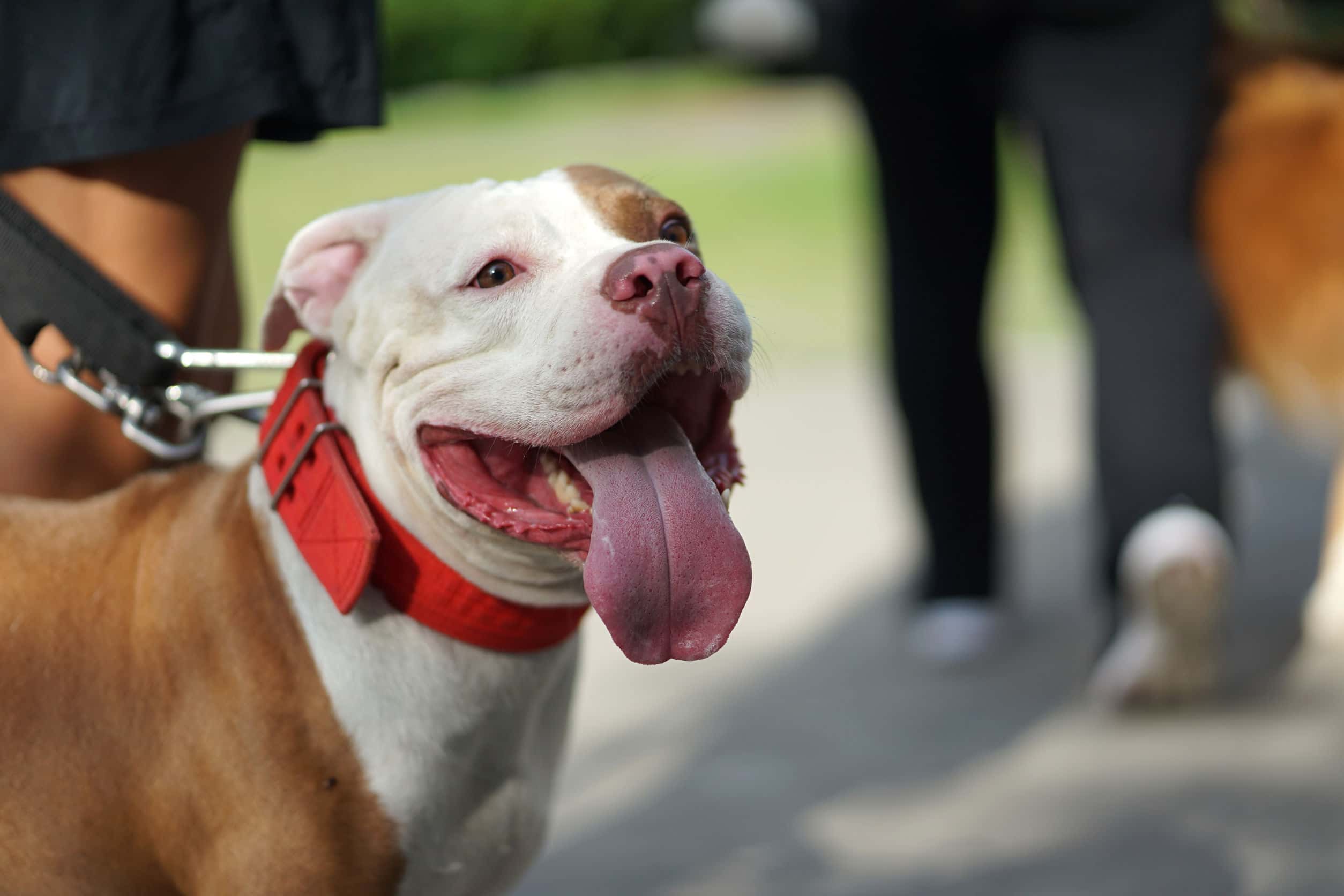 MYNDBAND Þorði ekki út úr bílnum „Pitbull hundur át Tesluna mína“