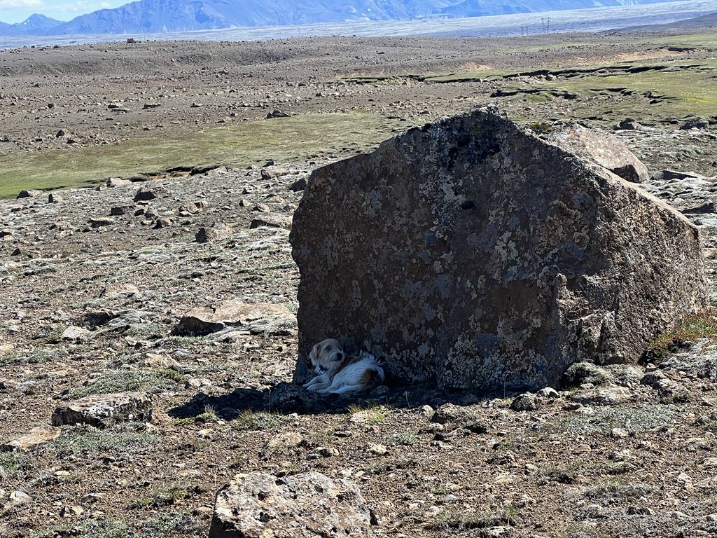 Rakkinn Tindur í skjóli steins við Okveg. 